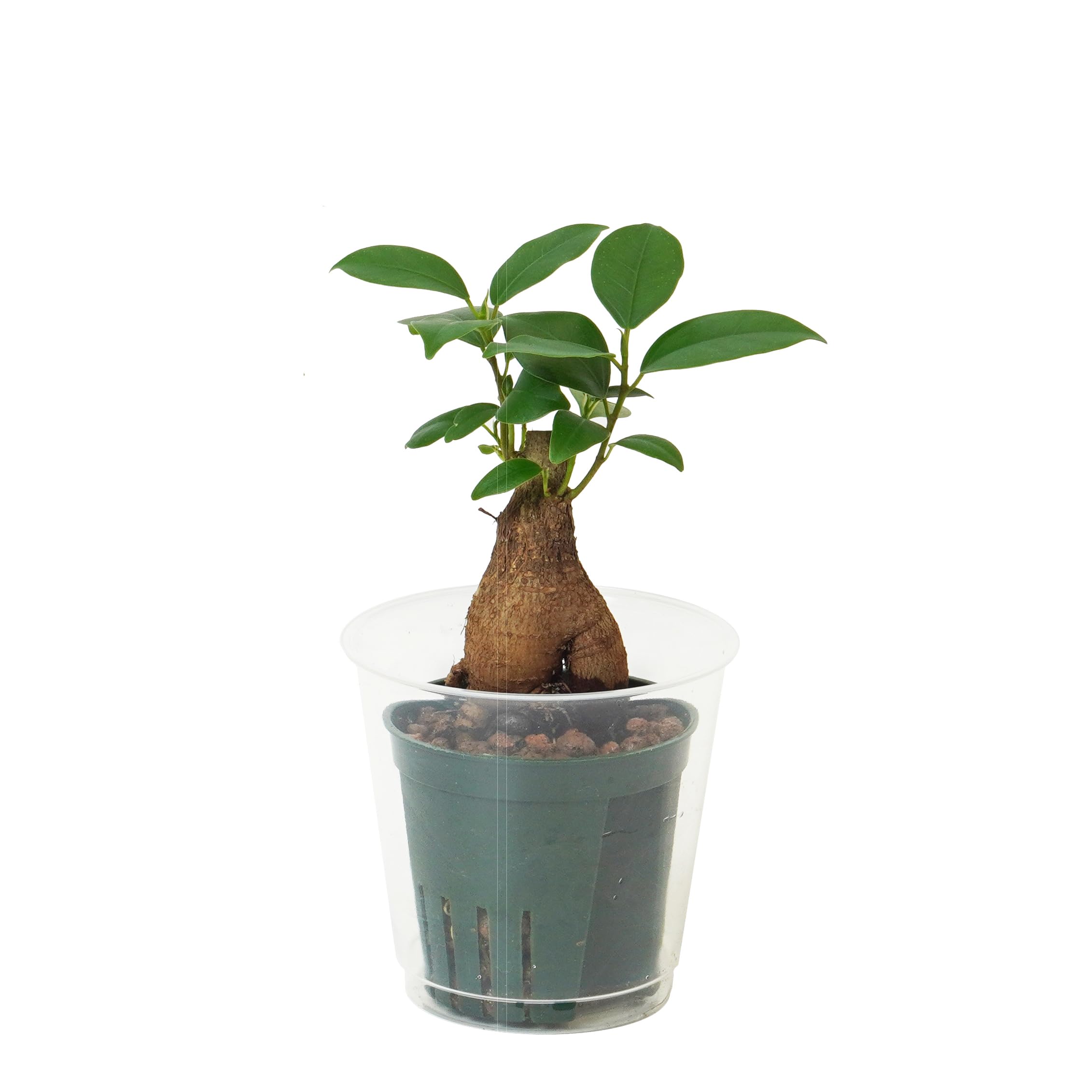 Amazon｜【土を使わない】 観葉植物 ハイドロカルチャー 苗 ハイドロ